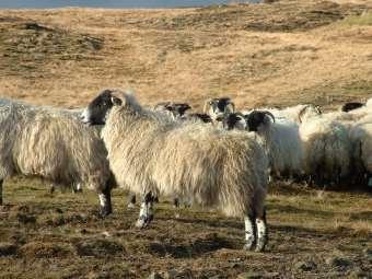 UK quantities of Sheep products 2016 UK Sheep Sheep slaughtered 000's of 14,556 Per animal kg Tonnes Casings 1.02 14,847 Cat 1 0.