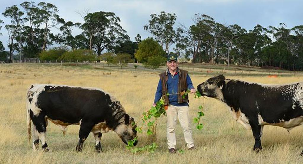 about hanging rock beef and speckle park stud The Hanging Rock Story Although the Ellis family have traditionally been better known as the owners of The Hanging Rock Winery, they have always had a