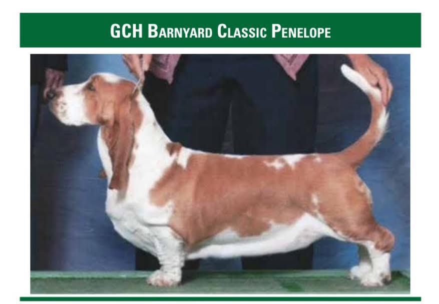 Brags From Kuuipo: On June 30th, at the Potomac Basset Hound Club Obedience Trial, GCH Kuuipo's Olives Pimento Perpetual Bliss Halia', RE, BN, was High in Trial while earning a second leg towards a