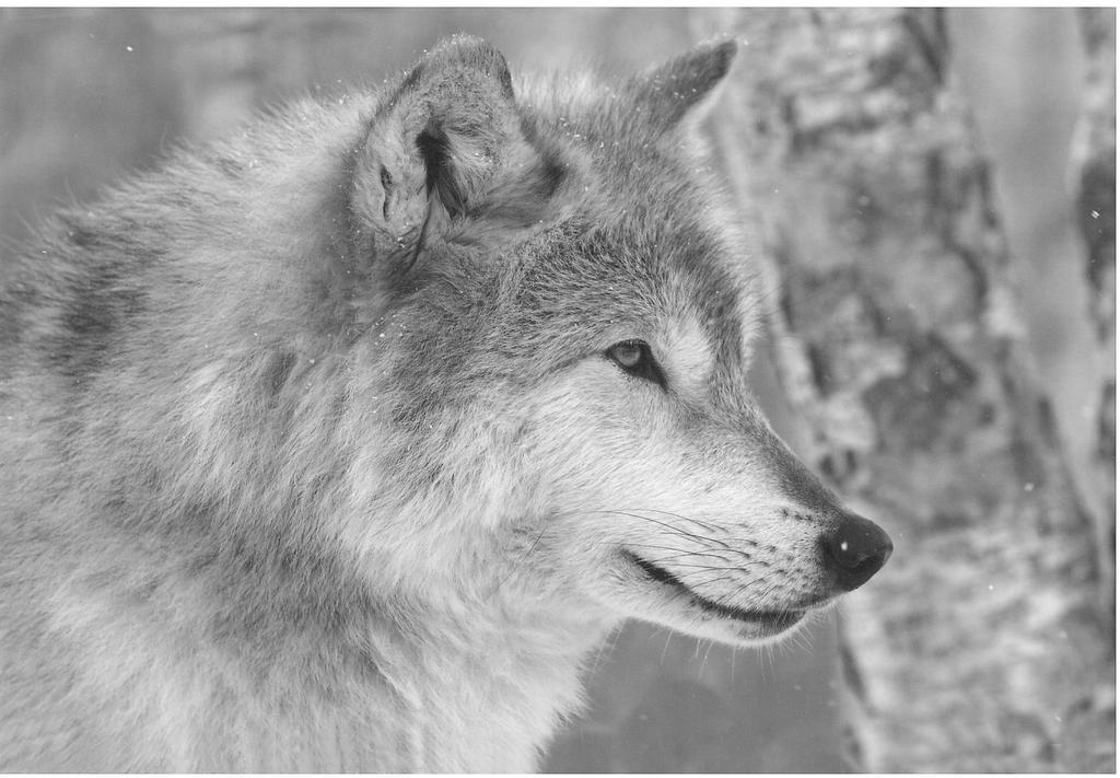 THE RETURN OF THE WOLF To Maine and the Northeast Resource & Action Guide Wolves are native to North America, including Maine and the Northeast.