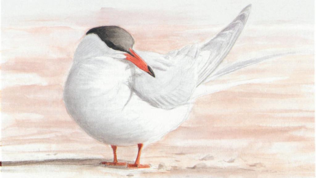 Difficulties in determining the age of Common Terns in the field S.J. White and C. V.