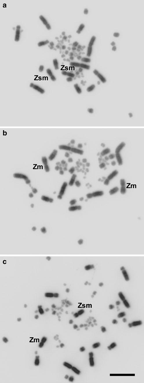 258 Chromosoma (2011) 120:255 264 Fig. 1 Metaphase spreads from male zebra finches. Z chromosome components are: a Zsm(submetacentric)/Zsm, b Zm(metacentric)/Zm, and c Zsm/Zm.