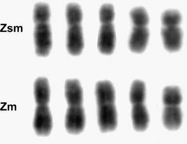 Bar, 10μm Regions of these contigs mapped (BLAT) to zebra finch chromosome Z, chromosome Z random, and chr Un, underscoring the difficulty in the genomic assembly of this region.