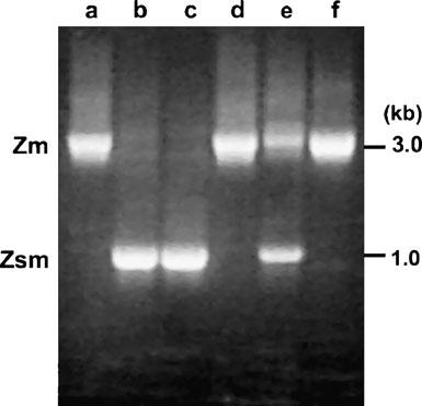 260 Chromosoma (2011) 120:255 264 Table 2 Number of Z chromosome combinations in Los Angeles (UCLA) and New York (Rockefeller University) colonies Sex Z chr (a) Z chr (b) Birds Male Zsm Zm 8 Male Zsm