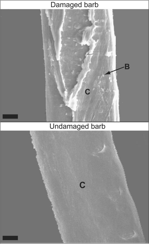 S118 The American Naturalist Figure 5: Scanning electron micrograph (#500) of the outer surface of a feather barb experimentally damaged by the keratinolytic bacterium Bacillus pumilus and an