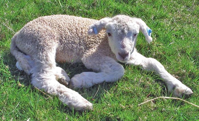Joint ill is common in young lambs, particularly if they do not receive enough good-quality