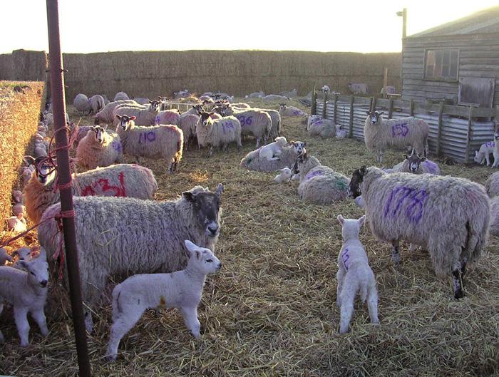 A well-managed group of sheep.