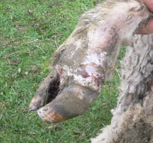 in Pregnant Ewes Foot