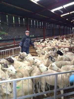 We Need Flock Health Planning Click to consumer edit confidence Master text styles delivery Flock basis is the optimal way forward for sheep farmers Welfare is a growing concern against the