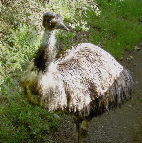 Emu 16