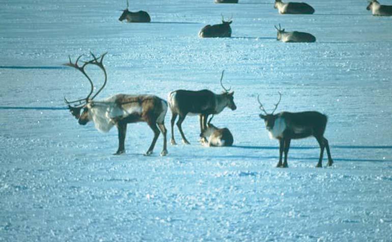 Wolves follow these migratory caribou from the tundra in the summer to the forested areas south of the tree-line in winter.