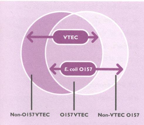 13.1.3. Annex I.c : Verotoxigenic Escherichia coli (VTEC) I.