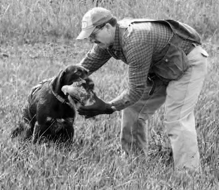 August 2012 WPGCA E&R FOUNDATION Page 17 UTILITY HUNTING DOG TEST BUCKINGHAM OF SALMON RIVER, M, 4 yrs, 1 mo., whelped 3/1/2008. Conformation: 4, 25 H X 25 L.