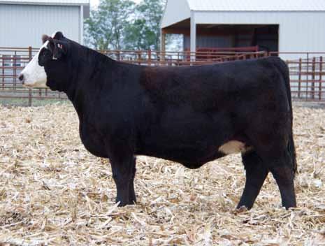 3205 Helmsman 3086 6031 Jauer 906 Traveler 856 3086 ASA #: 2688041 AI bred 5/15 to Heads Up 20X BW WW 0 One of the very top bred heifers to come out of the Schooley Cattle Company