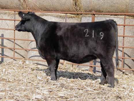 donor cow. Two really good Angus cows in this pedigree with 019 on the bottom side and Donna 386 on the top side.