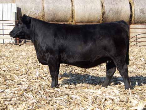 Couple this with the fact that she comes with an outcross Purebred pedigree, a great set of EPDs, and was raised in the infamous Haines herd of southern Iowa.