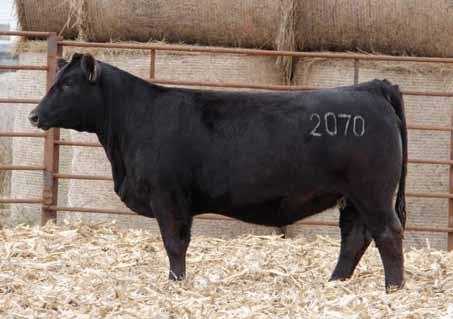2070 is a maternal sister to the 007 donor cow that sold for $14,000 in our 2011 Buildin A Brand Sale.