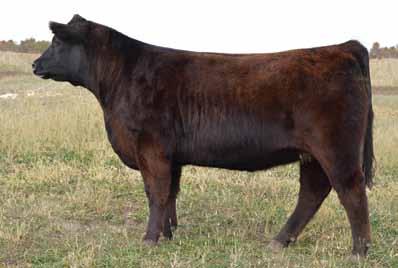 one of the best ones we have raised to date. Out of our 436 Donor Cow, she has plenty of cow power to back her up!