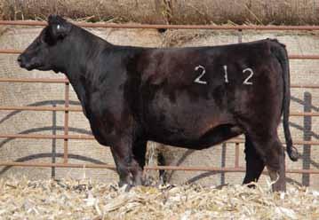 This one is backed by generations of really good Tharpe Angus cows.