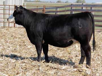 Lot Sandeen Lady 2125 DOB 6/3/12 1/2 Sm x 1/2 An Brand: 2125 Tremendous longevity and usefulness in this beautiful young baldy female.