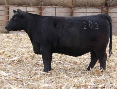 Heifer Semen One of the easiest fleshing heifers in the sale with a really cool design and lots of body mass.