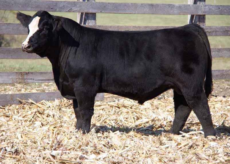 Justified is a stout hipped, big topped, ruggedly constructed herd sire prospect that can be much appreciated when set into motion.