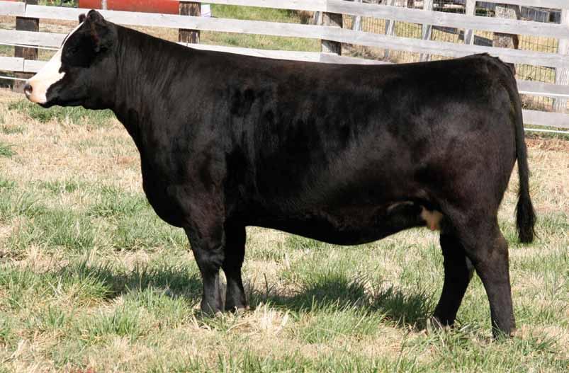 4 Lot Sandeen Donna 7386 Embryo s 3 embryos by each of the matings below, 2A-2B guarantee 1 pregnancy per package Ellingson Legacy M229 SVF Steel Force 2A) Mr.