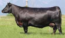 It has become apparent in recent years that the Donna tribe would have to qualify as a great cow family, assuming that the criteria was based on extremely fertile, good milking, highly efficient,