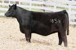 0 GCC Hard As Steel - ASA #: 2511031 Steel Force x OCC Juanada 898L We lead off this years bred heifer division with one we feel is quite worthy of the position due to her unrivaled lineage as well