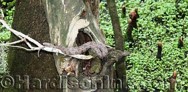 A banded water snake rests in a tree near