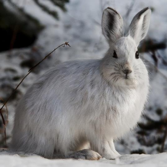 Snowshoe Hare Lepus americanus Other common names Snowshoe rabbit, varying hare, white rabbit Introduction Snowshoe hares are named for their hind feet, which are large and webbed and act like