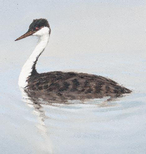 Western Grebe Low breeding numbers and threats to their nesting