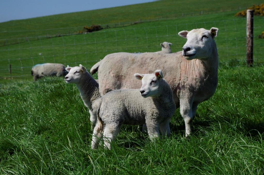 Optimising lamb growth rate from birth to slaughter Tommy Boland, Associate Professor of
