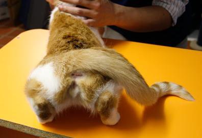 lordosis 3-The tail is laterally displaced and may be observe a slight amount of