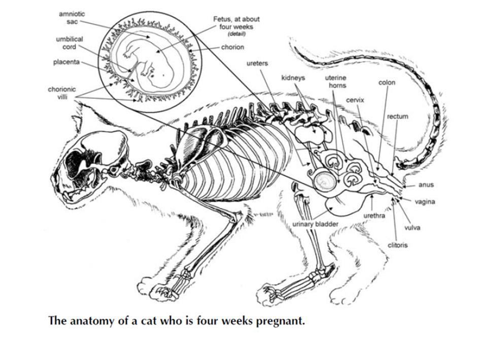 4-Pregnancy Gestation period ranged from 60-68 days (9-10 w). The obvious changes occurs are.