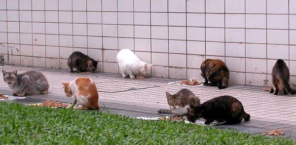 2-It must not allowed freedom to wander in gardens or streets to avoid its attachment with other stray cats or become strayed.