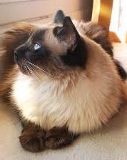 Long haired breed 1. Balinase cat 2. Birman cat 3.