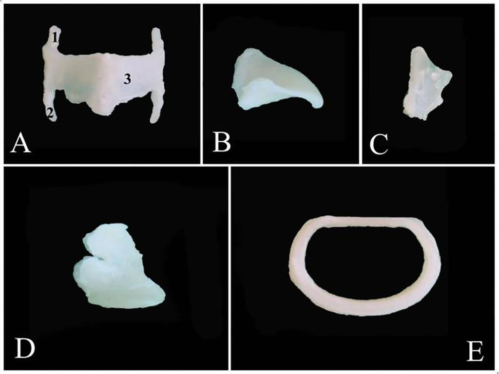 Fig (1): Larynx cartilages and transverse sections of cartilago trachealis. A: Cartilago thyroidea, 1. Cornu caudale, 2. Cornu rostrale, 3.