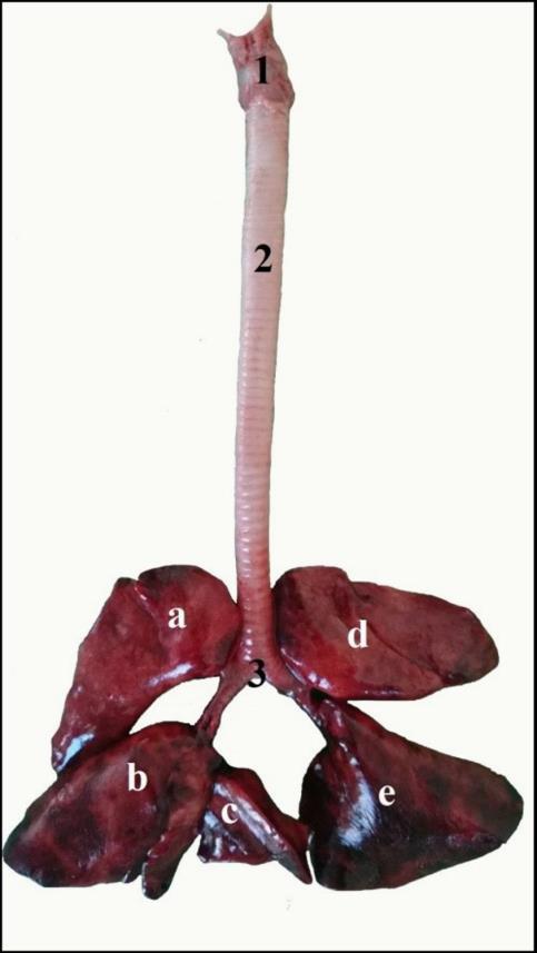 Fig (2):The dorsal image of the larynx, trachea and lung in marten. 1. Larynx, 2. Trachea, 3. Bifurcatio trachea, a.