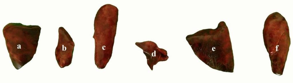 Lobus caudalis pulmonis sinistri Fig (3): The image of the separated pulmonary lobes (lobus pulmonis). a. Lobus caudalis pulmonis dextri, b.