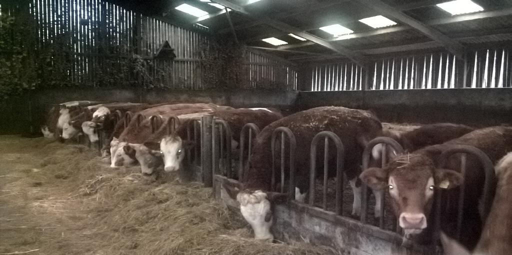month Aberdeen Angus x Heifers 1 x Registered South Devon Bull DOB: 31/05/15 from D