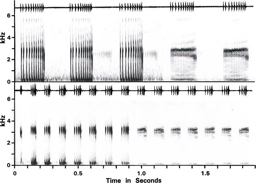 22 AMERICAN MUSEUM NOVITATES NO. 3495 Fig. 20. Waveforms and audiospectrograms of advertisement calls of two species of Oreophryne. Top: five successive notes of O.