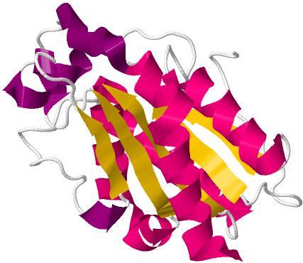 Slika 11.Trodimenzionalni prikaz molekule kutinaze (skupina hidrolaza) 18 Polipeptidni lanac enzima sastoji se od niza povezanih L-α-aminokiselina.