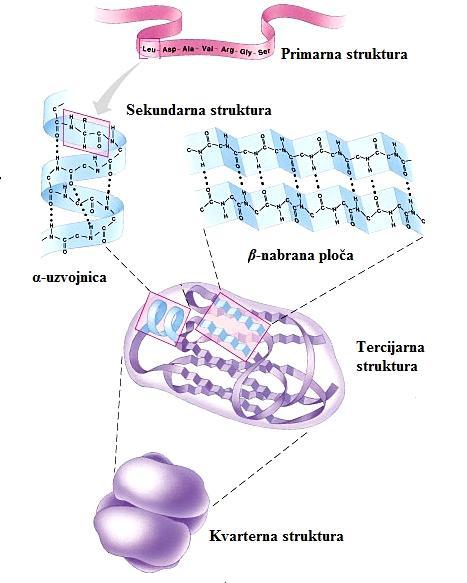 Slika 12. Moguće strukture proteina ili polipeptida 19 2.3.2. Aktivno mjesto Multienzimski kompleksi složene visoko uređene stukture koje nastaju povezivanjem raznih enzimskih proteina predstavljaju mjesta važnih regulacijskih procesa.