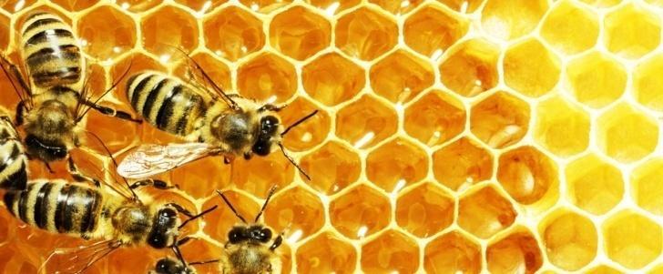 Usporedno sa razvojem pčelinje zajednice u proljeće i ljeto u njima se povećava broj mladih pčela koje su zauzete hranjenjem, odgojem mladih pčela i preradom nektra u med.