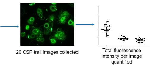 Figure 3. Schematic of the fluorescence intensity assay. Pictorial representation of method used to quantify CSP trails. P. falciparum sporozoites were isolated and incubated in 3%BSA/DMEM for 30 min at 25 C.