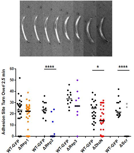 A) B) Figure 17. Turnover of adhesion sites in wild type and mutant parasites as analyzed by RICM [5, unpublished data].