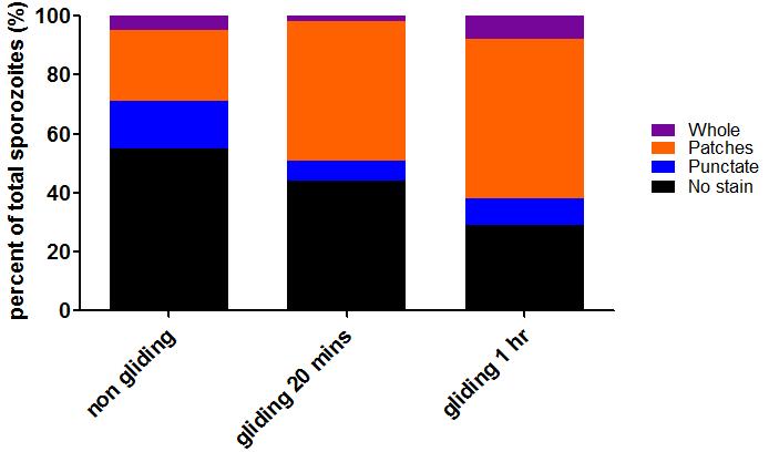 Figure 21. Comparison of TRAP staining patterns in sporozoites gliding for 20 min vs 1 hr.
