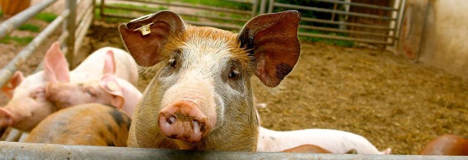 ENFORCEMENT OF THE PIGS DIRECTIVE The European Commission s Recommendation 2 and Staff Working Document 3 clarifying the practical requirements to comply with the Pigs Directive were published in