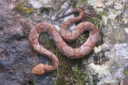 Jaw Prehension: Envenomating Snakes Copperhead venom is hemolytic Destroys the